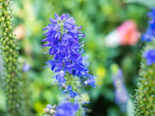 Spiked speedwell