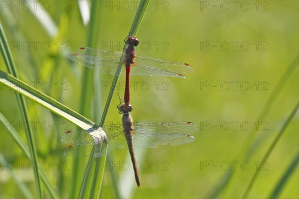 Ruddy darter