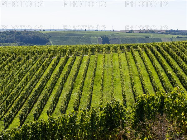 Vineyard