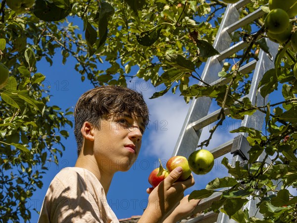 Young man on ladder picking apples on tree