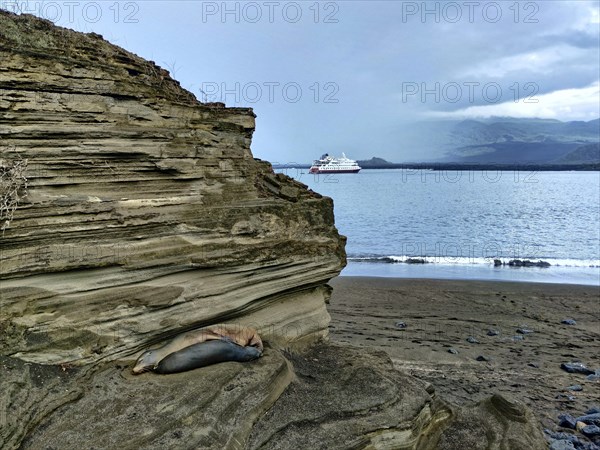 Galapagos sea lions