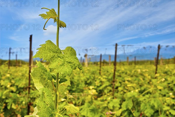 Beautiful vine shoot or tendril in selective focus