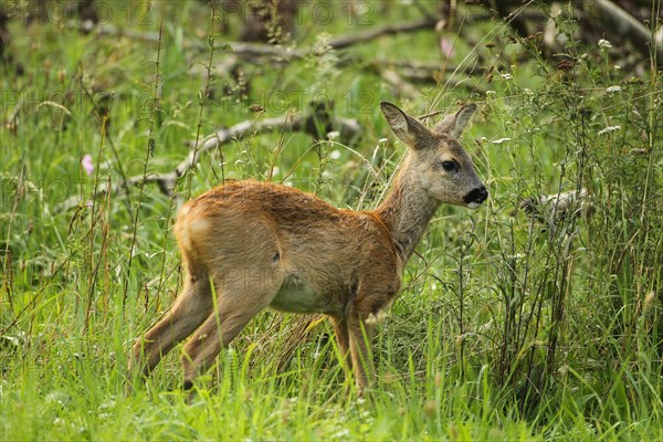 European roe deer