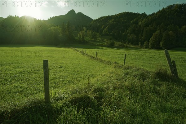 Meadow landscape at the foot of the Brauneck