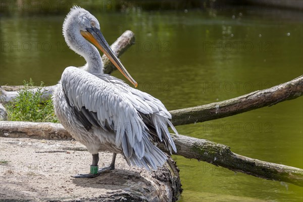 Pink-backed Pelican