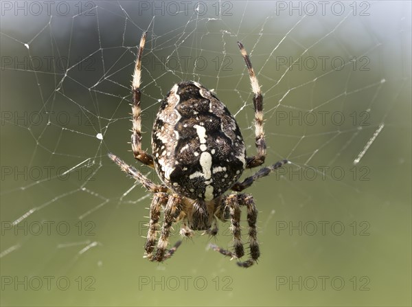 European garden spider