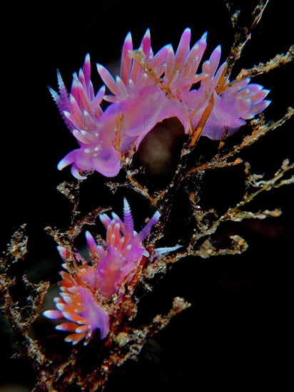 Two specimens of Violet thread snail