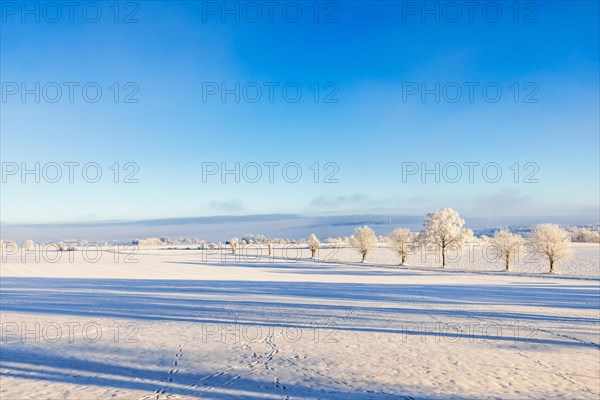 Scenic view at a winter landscape with a line of trees in the countryside