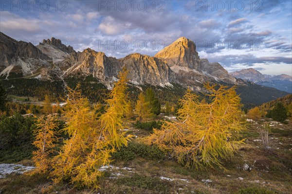 Autumn larches with mountains in the sunlight at Falzarego Pass