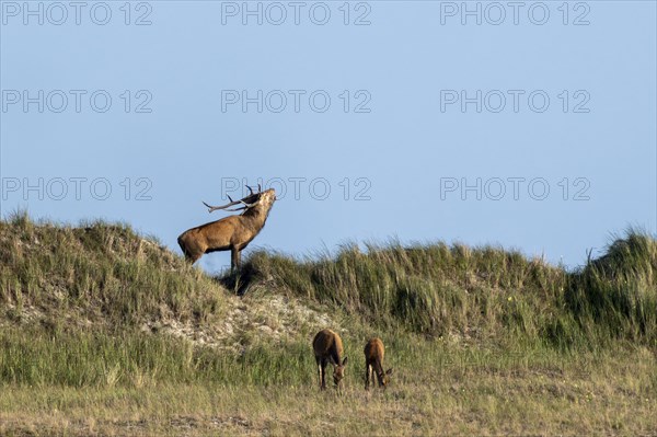 Red deer