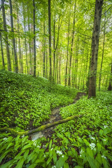 Blooming ramson