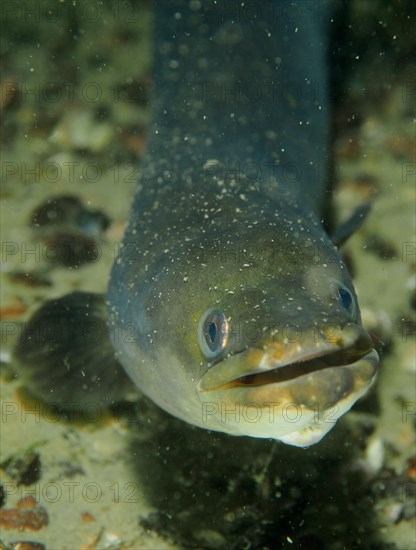 Portrait of European eel