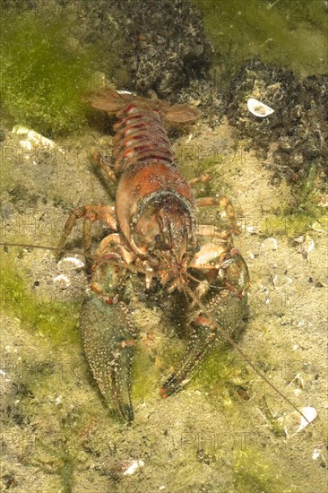 Crayfish