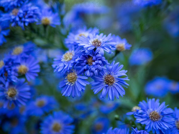 Autumn aster