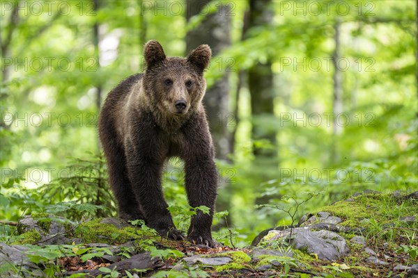 European brown bear