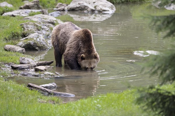 Brown bear in the animal enclosure