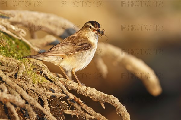 Reed Warbler