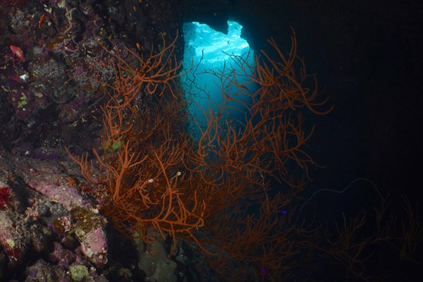 Black wire coral