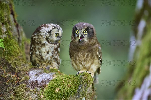 Tengmalm's Owl