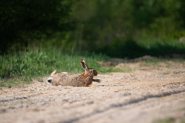 European hare