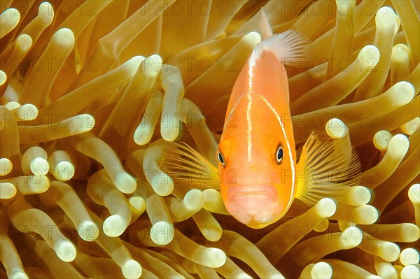 Close-up of symbiotic behaviour Symbiosis of pink skunk clownfish