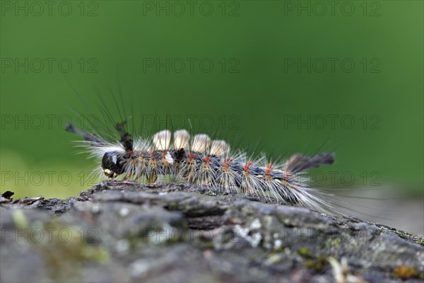 Blackthorn brush moth