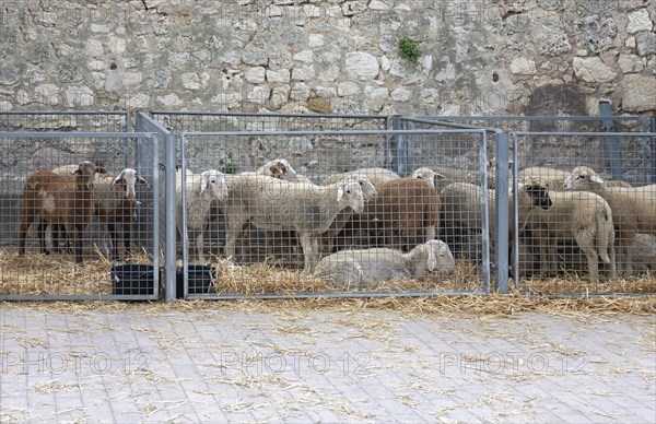 Sheep for sale at weekly market market