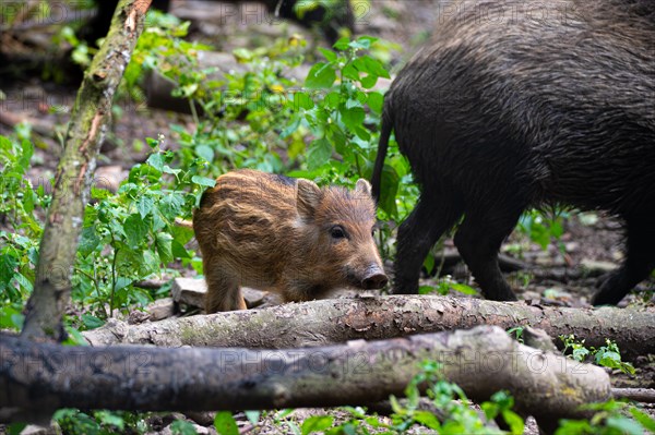 Wild boar