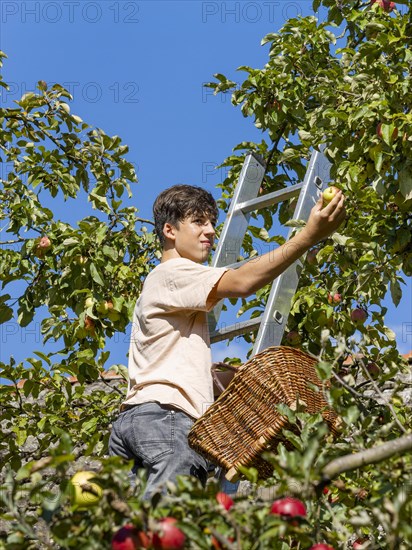 Young man on ladder picking apples on tree