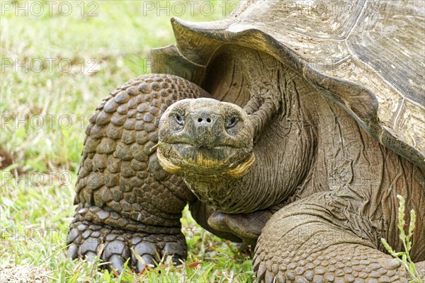 Galapagos giant tortoises