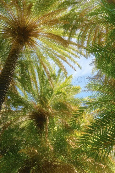 Upshot of Preveli palm forest