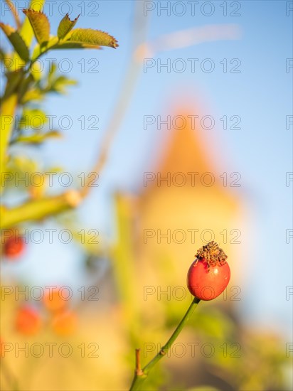 The red fruits of the rosehip