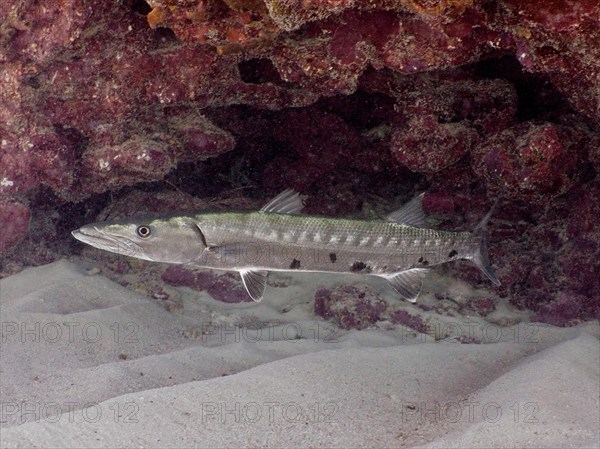 Great barracuda