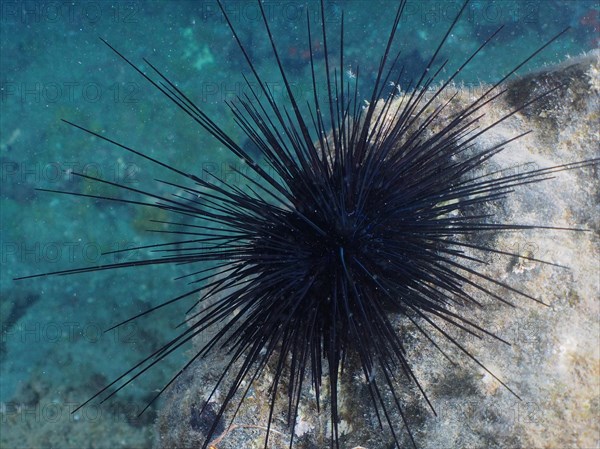 Diadem sea urchin