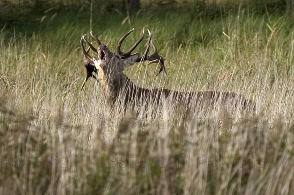 Red deer