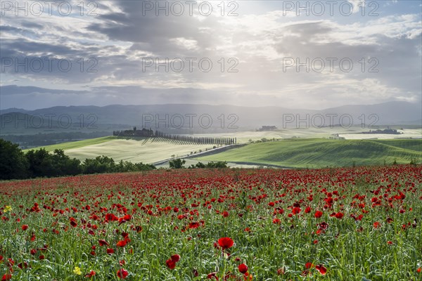 Poppy field in front of Poggio Covili estate with cypress