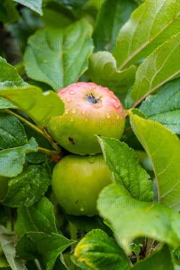 Green apples on the tree