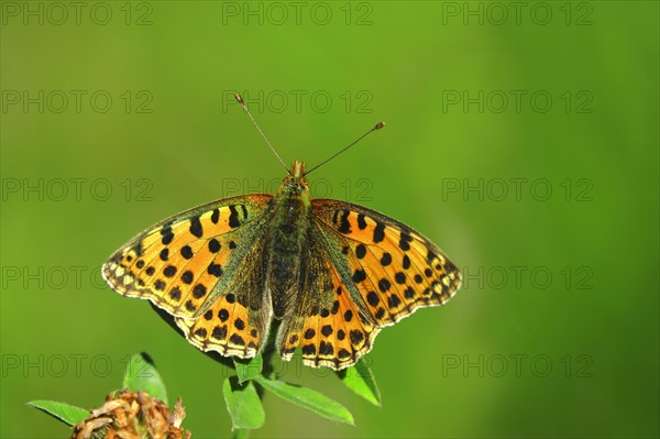 Queen of spain fritillary