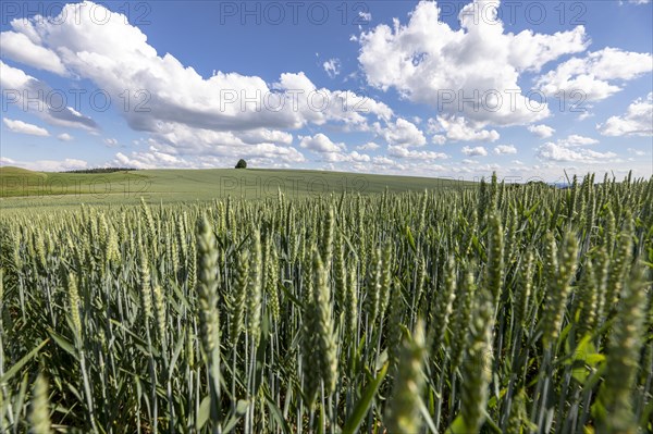 Wheat field in Hegau below Maegdeberg