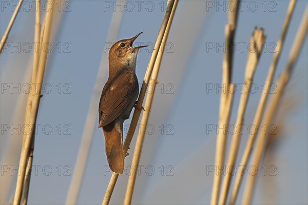 Savi's warbler