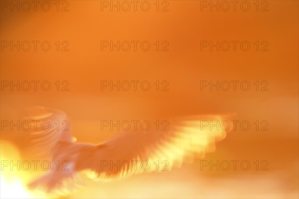 Black Tern
