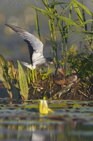 Black Tern