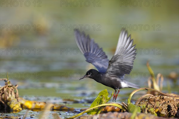 Black Tern