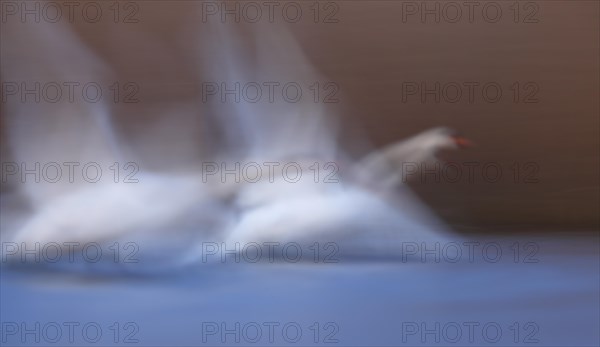 Mute Swan