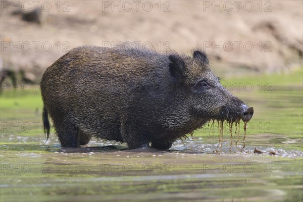 Wild boar
