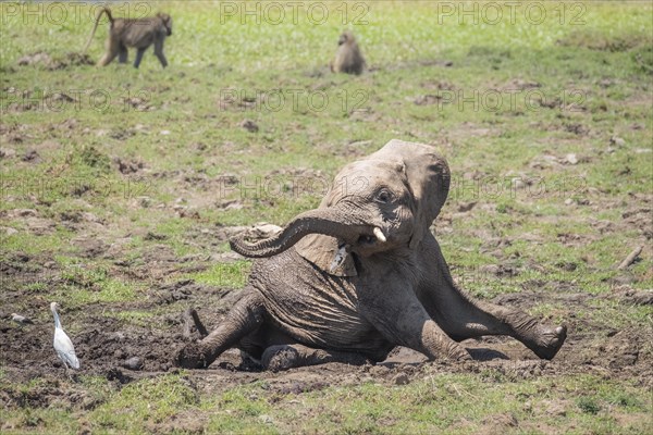 Baby elephant