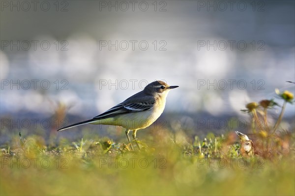 Western yellow wagtail