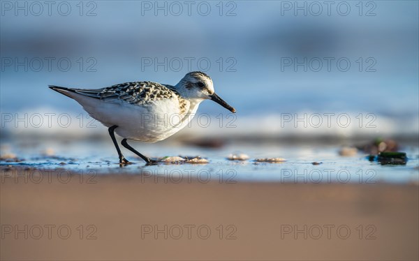 Sanderling