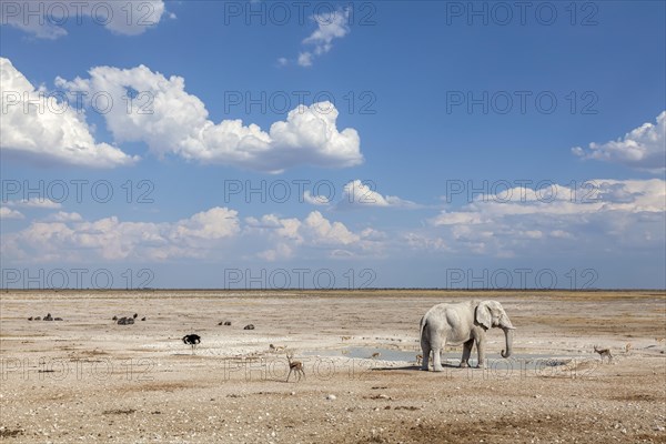 Elephant at the waterhole