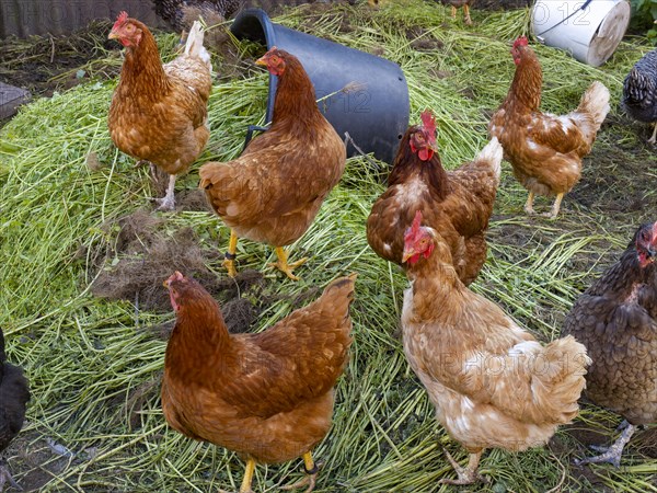 Free-range chickens and green grass in small farm